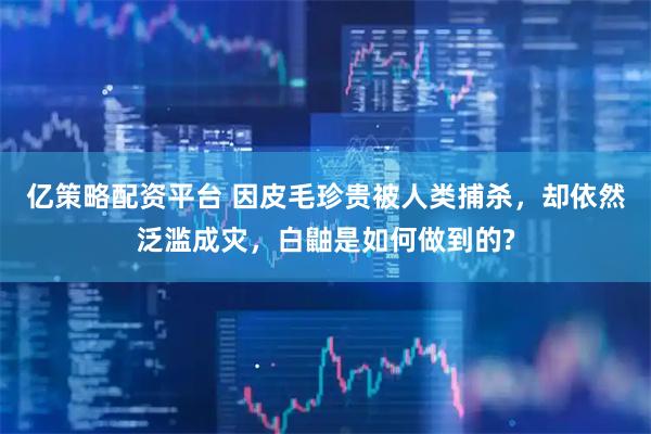 亿策略配资平台 因皮毛珍贵被人类捕杀，却依然泛滥成灾，白鼬是如何做到的?