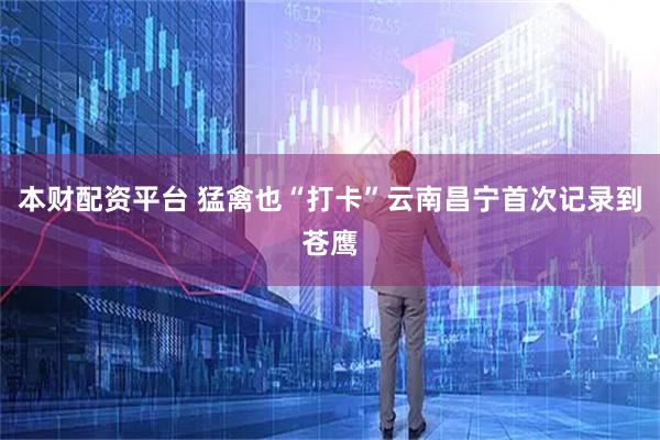 本财配资平台 猛禽也“打卡”云南昌宁首次记录到苍鹰