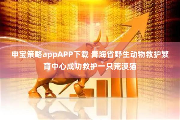 申宝策略appAPP下载 青海省野生动物救护繁育中心成功救护一只荒漠猫