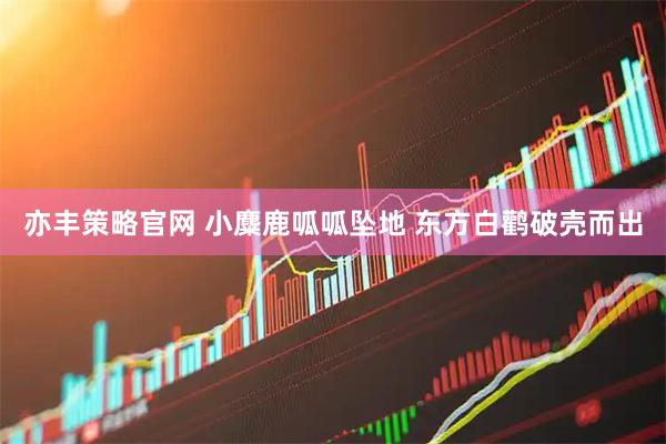 亦丰策略官网 小麋鹿呱呱坠地 东方白鹳破壳而出